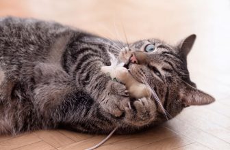 Un chat et son jouet