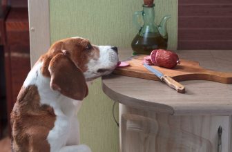 Un chien et sa friandise