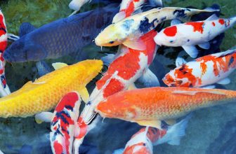 Un ensemble de koïs