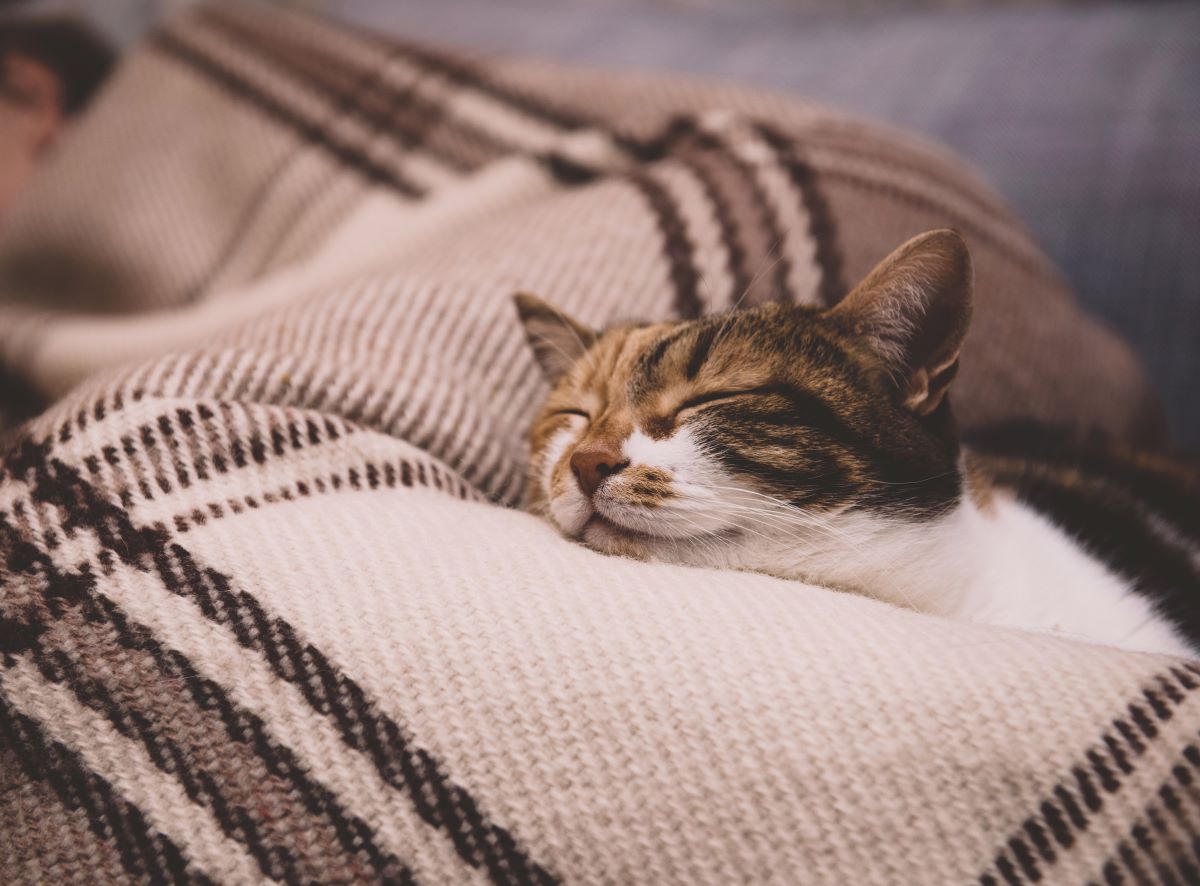 collier anti-tiques pour chat