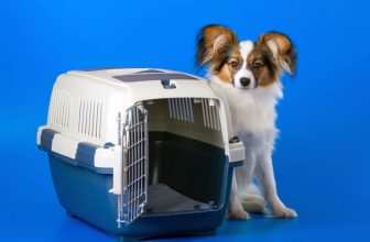 boite de transport pour chien