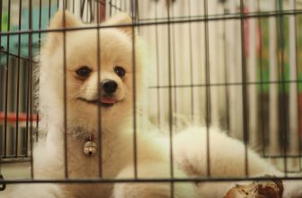 cage pour chien