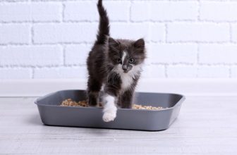 un chaton sort de son bac à litière
