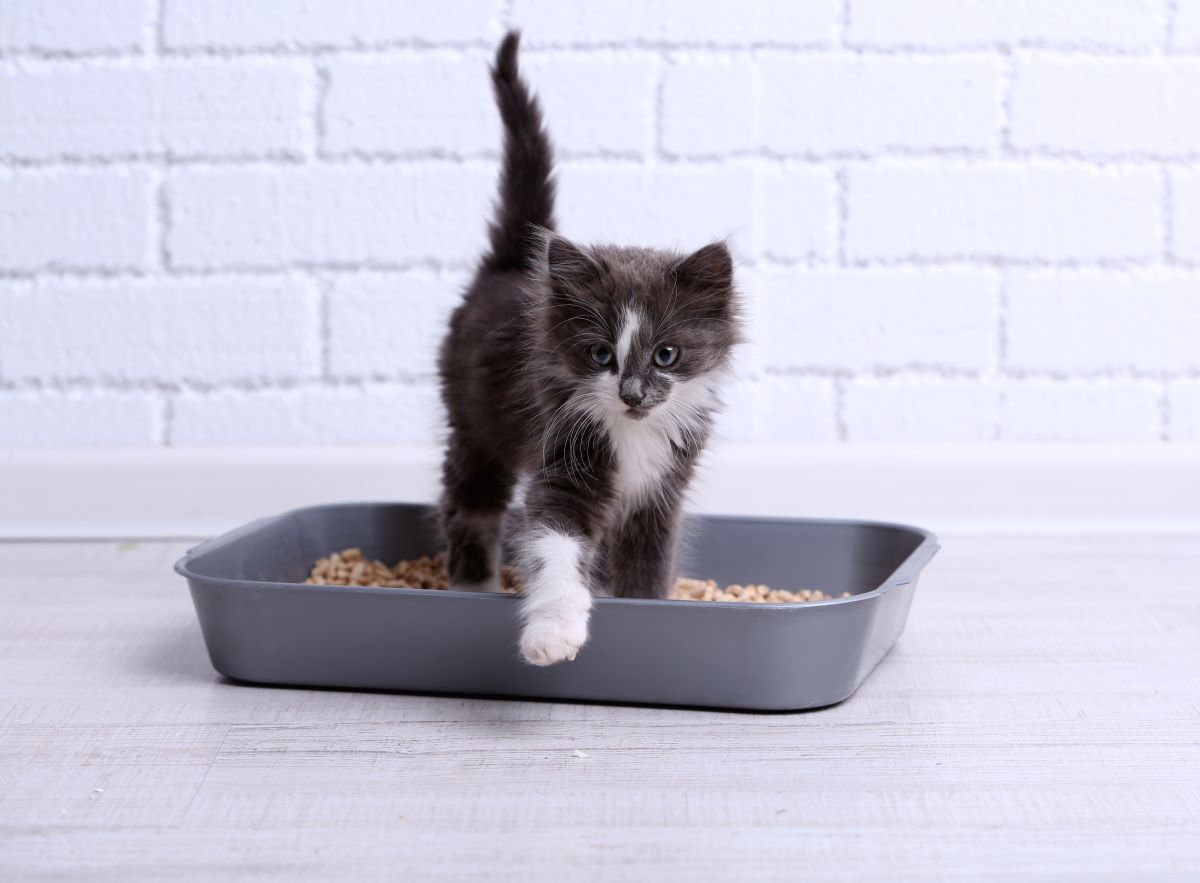 Litiere Pour Chats Test Et Avis 21