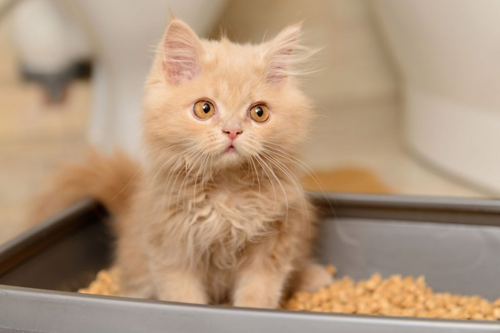 Litieres Autonettoyantes Pour Chats Test Avis 21