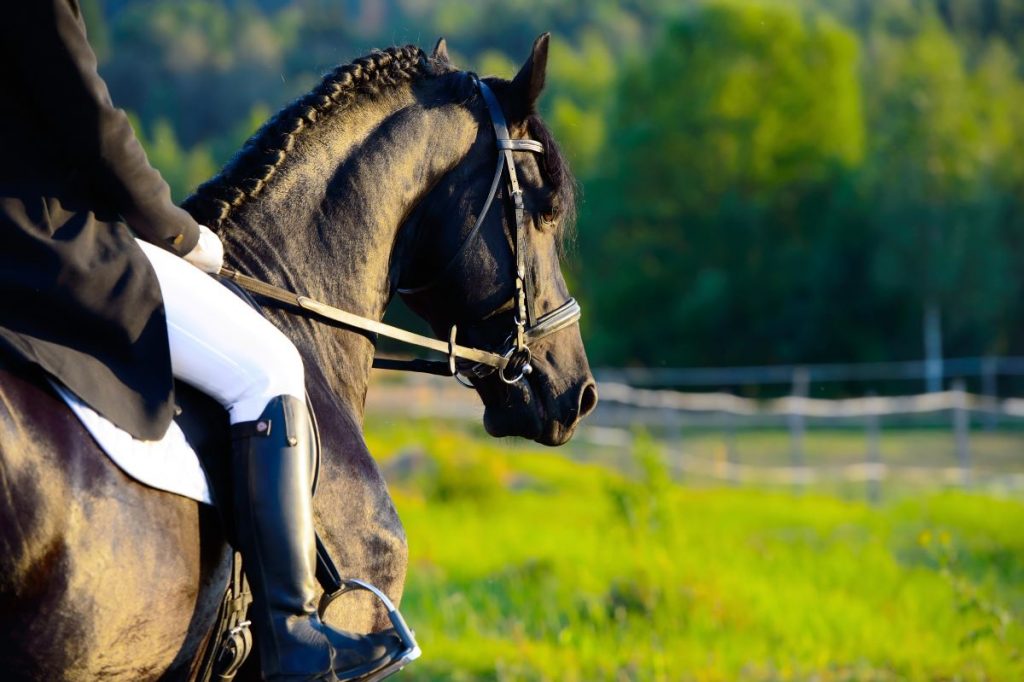 cheval et cavalier vus de 3 quarts