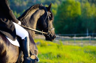 cheval et cavalier vus de 3 quarts