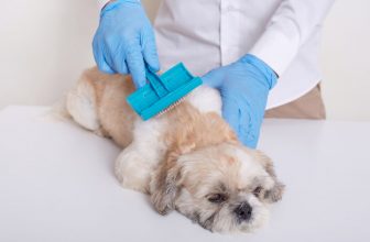 chien qui se fait brosser