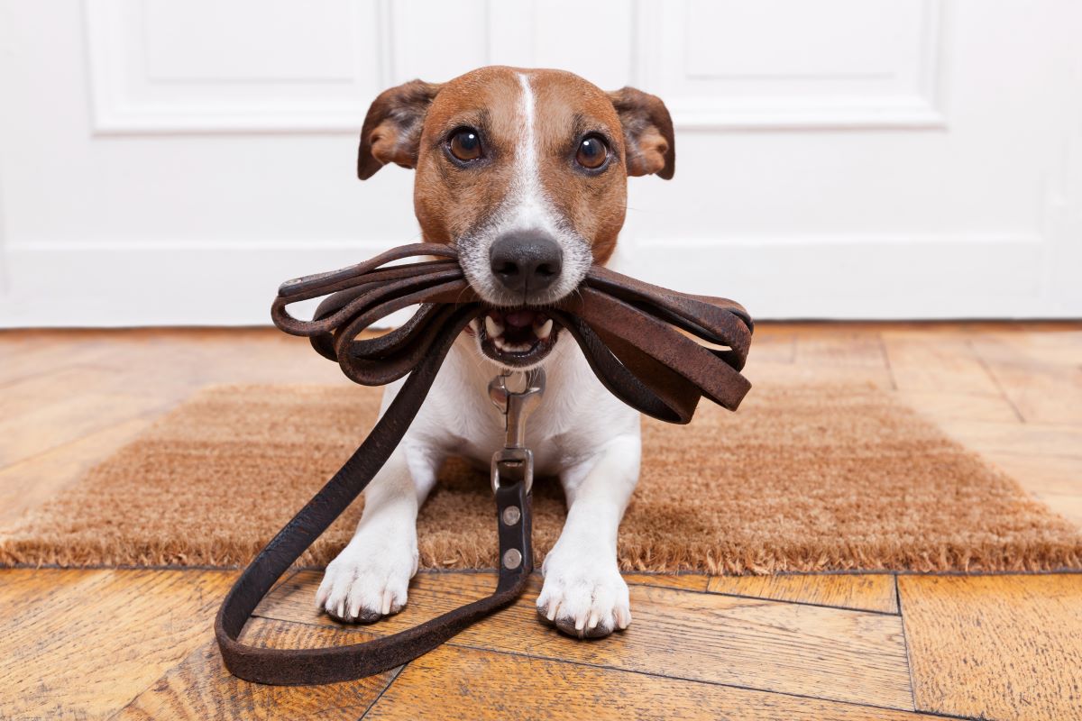 chien qui tient sa laisse
