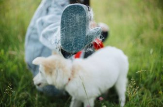 chien se faisant caresser avec le gant de toilettage