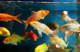 des poissons qui nagent