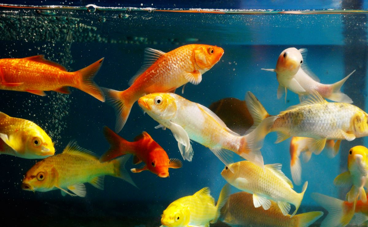 des poissons qui nagent