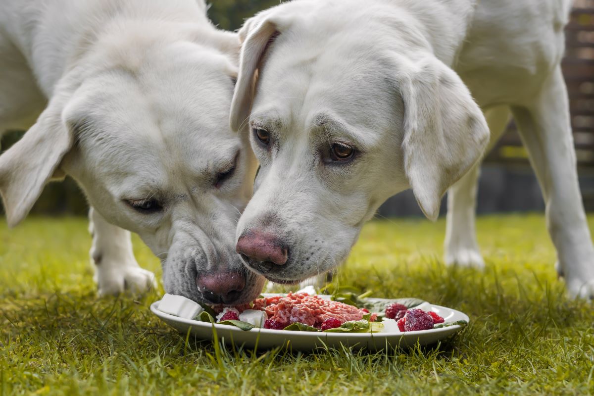 deux labradors qui mangent barf