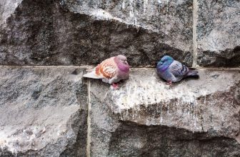 deux pigeons sur un mur