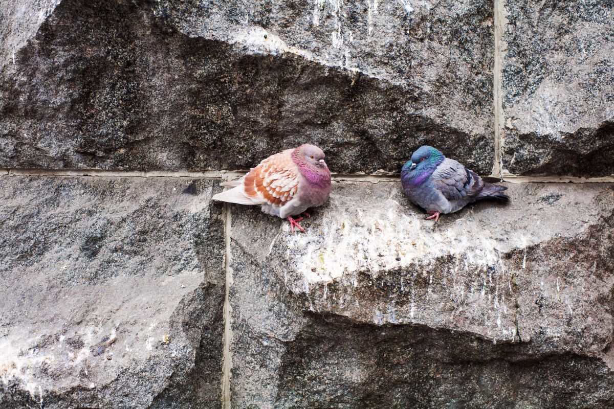 deux pigeons sur un mur