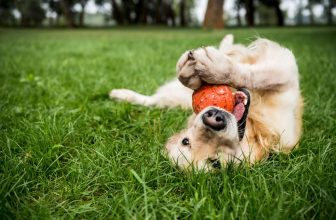 un chien roule dans l'herbe