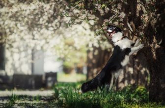 un chien s'amuse dans un jardin