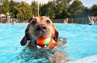 un chien joue à la balle dans une piscine