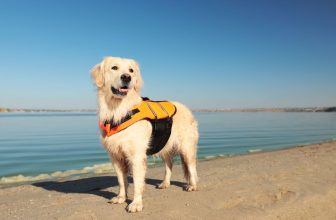 un chien sur la plage porte un gilet de sauvetage