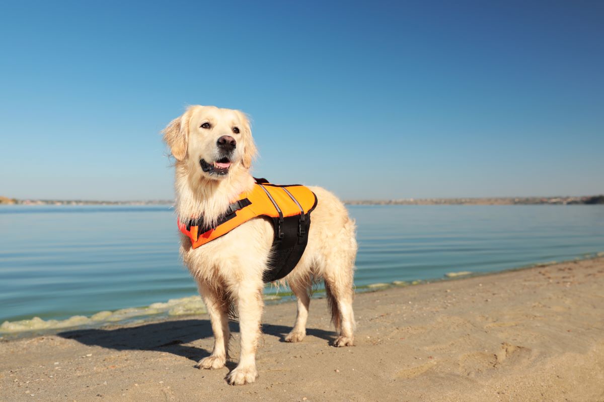 un chien sur la plage porte un gilet de sauvetage