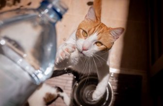 un chat boit à la bouteille