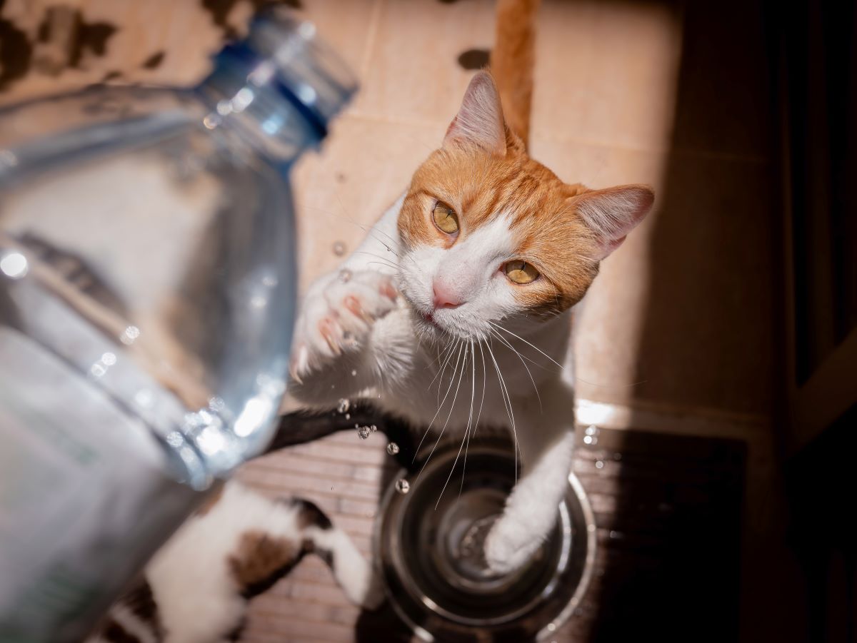 un chat boit à la bouteille