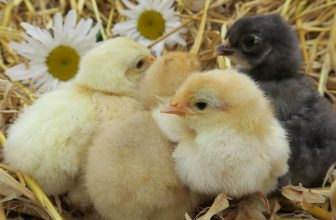 une couvée de poussins