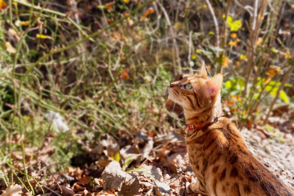un chat dehors avec un collier anti-tiques
