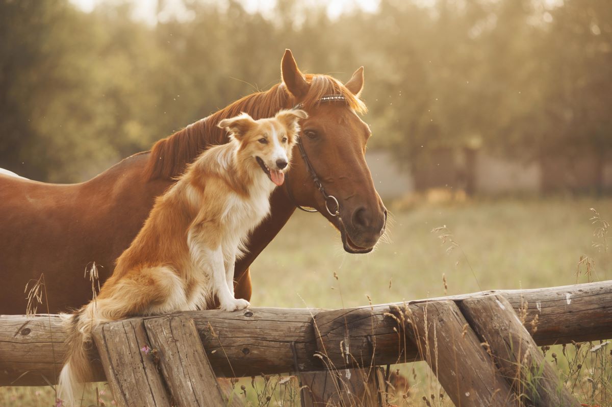 un chien et un cheval