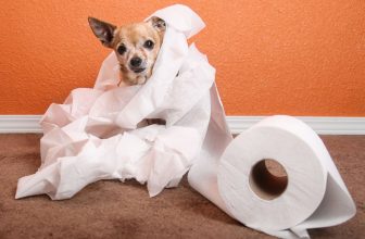 un chihuahua entouré de PQ