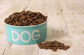 croquettes dans un bol