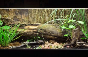 un paludarium