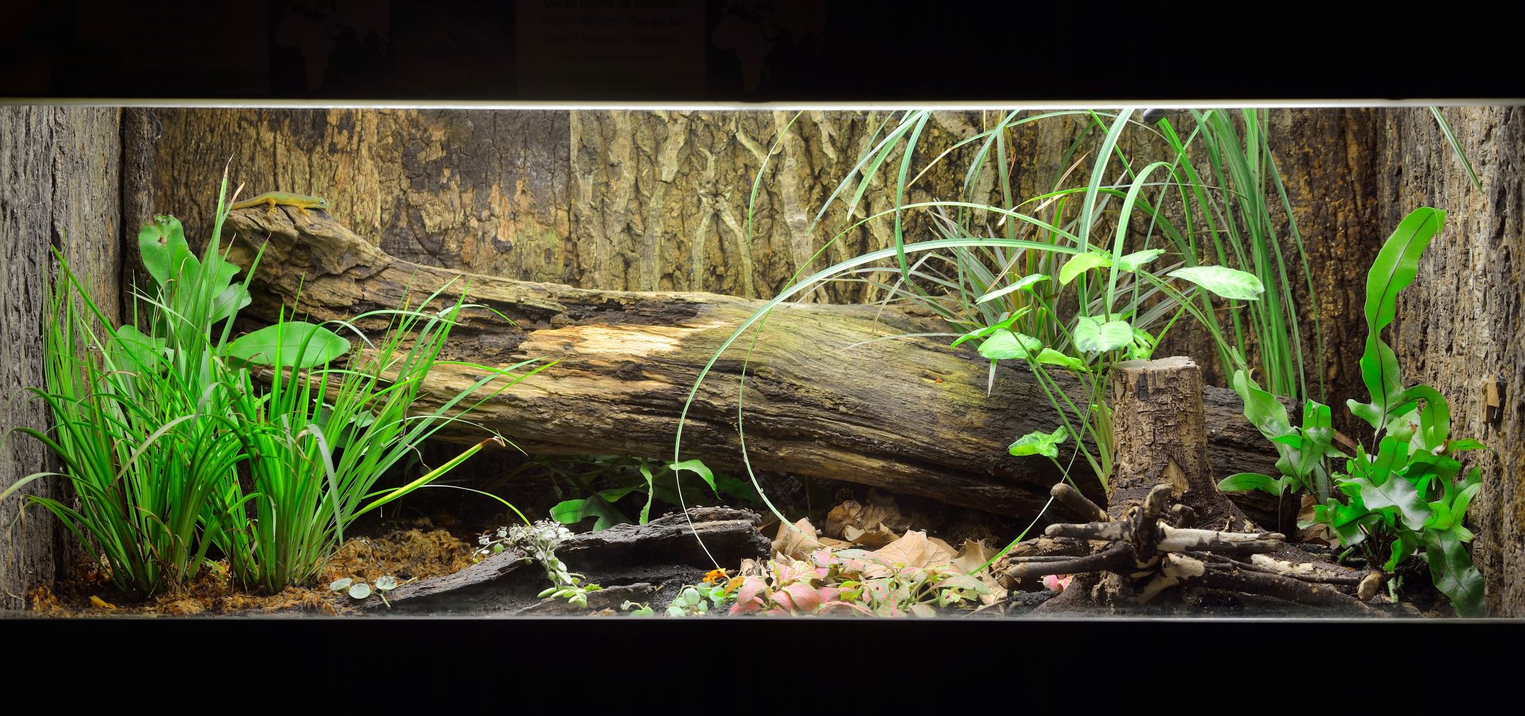 un paludarium