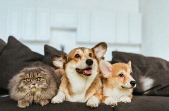 un chat et 2 corgis sont sur un canapé