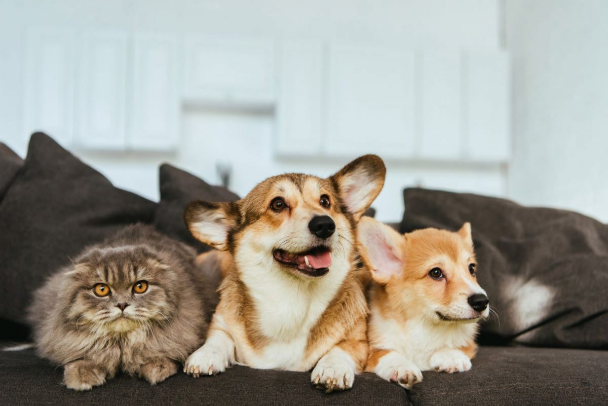 un chat et 2 corgis sont sur un canapé