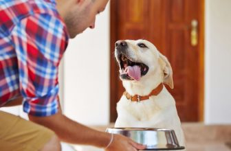 un chien attend pour manger