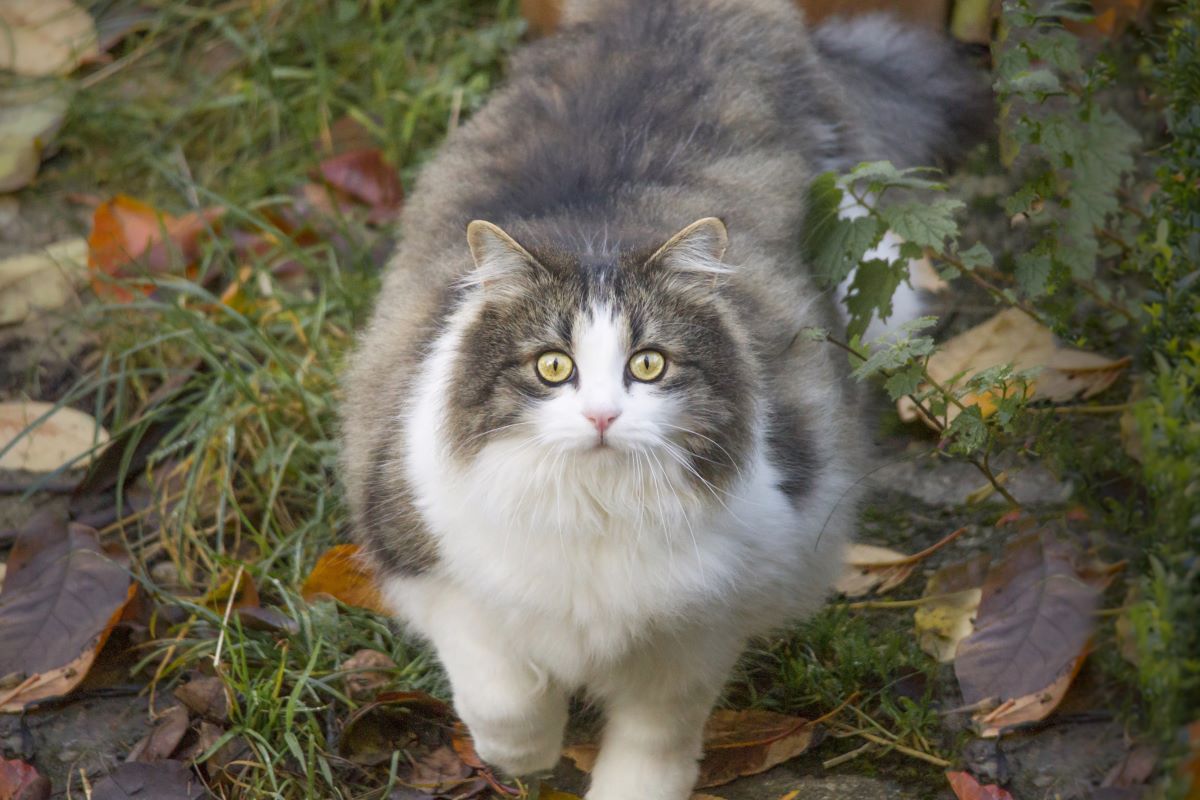 un chat aux longs poils dehors
