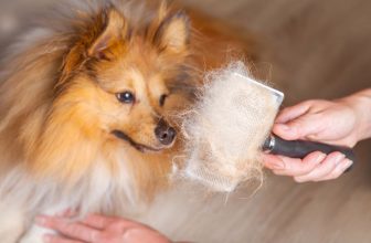une brosse pour chien pleine de poils