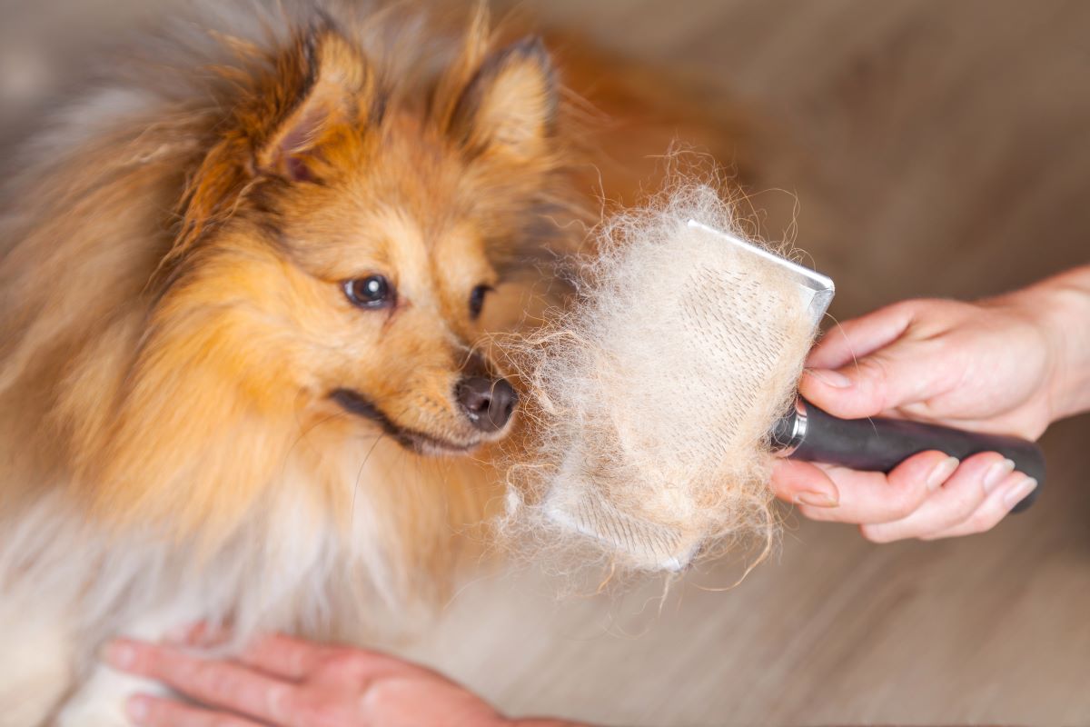 une brosse pour chien pleine de poils