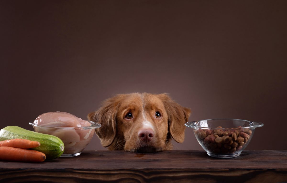 un chien entouré d'aliments sains