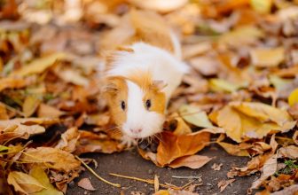 cochon d'inde gambade à l'extérieur