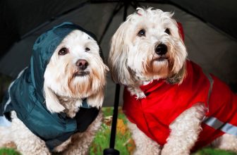 2 chiens avec des imperméables