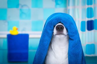 un chien avec une serviette de bain sur la tête