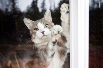 chat qui essaie de sortir