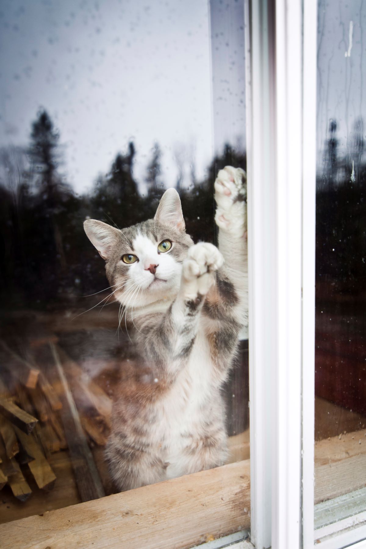 Sonnette Pour Chats Test Et Avis 21 Sonnette Pour Chats Test Et Avis 21