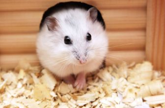 hamster
