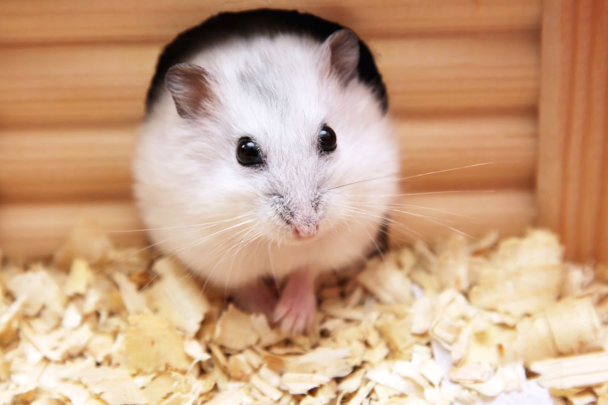 hamster