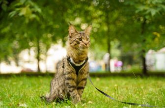 un chat avec un harnais