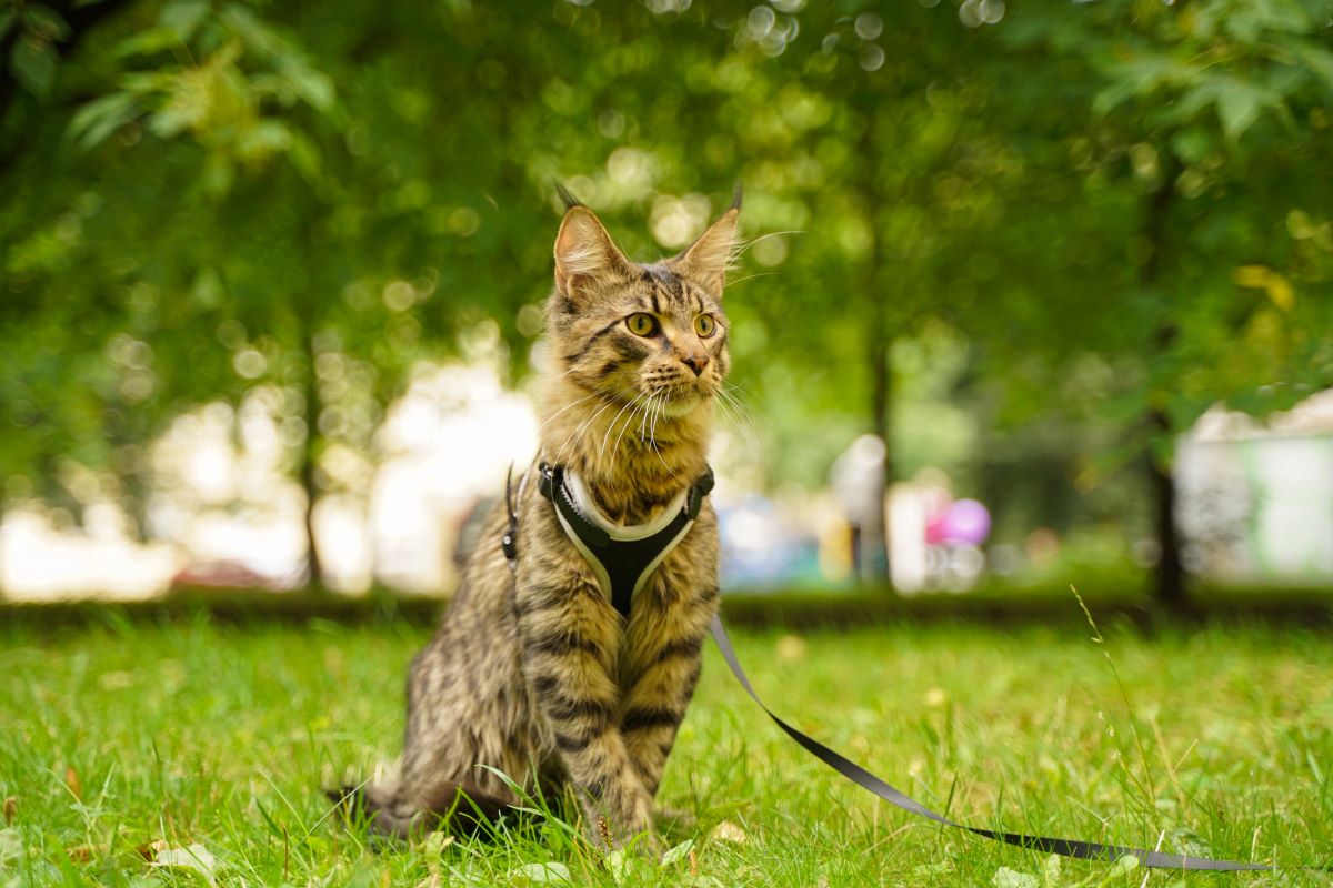 un chat avec un harnais