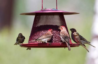 mangeoire pour oiseau